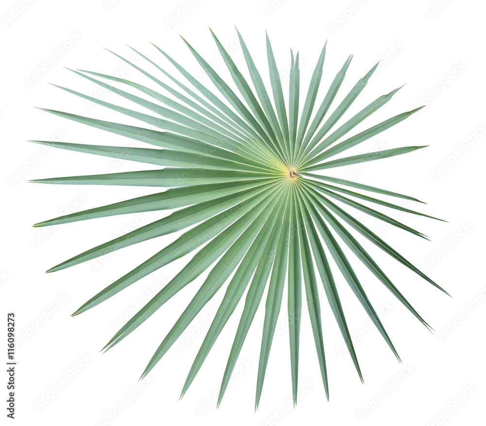 Fototapeta premium Green palm leaf isolated on white background