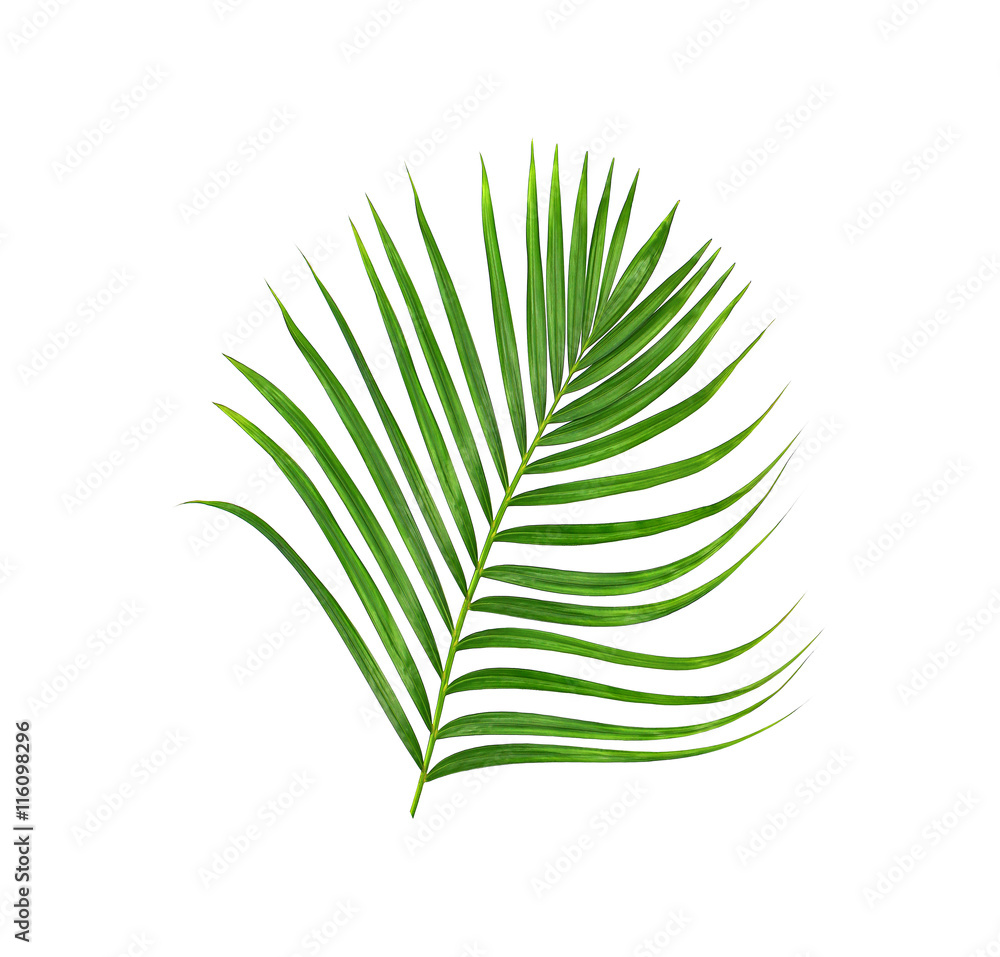 Obraz premium Green leaves of palm tree isolated on white background