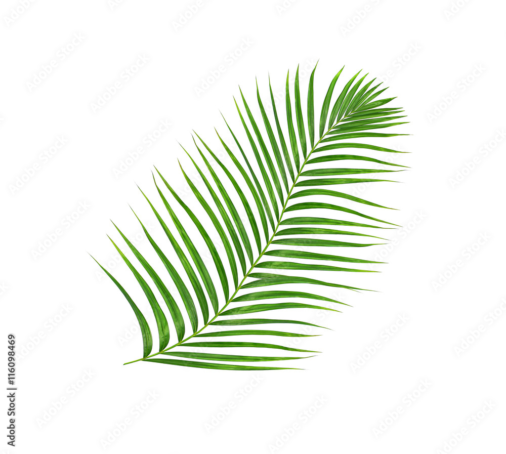 Green leaves of palm tree isolated on white background Green leaves of palm tree isolated on white background
