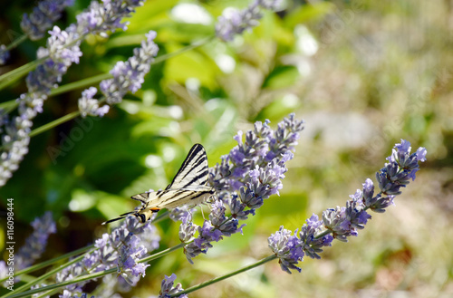 il Macaone sul fiore della lavanda photo