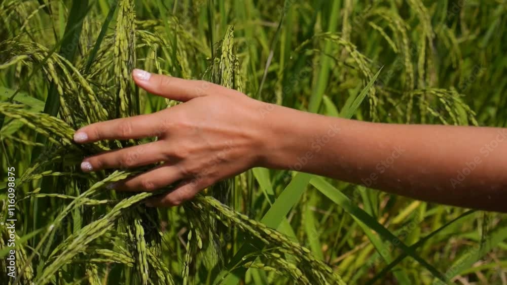 Woman's Hand Touch Green Grass in Rice Field. Rural and Natural Scenery. Woman's Hand Touch Green Grass in Rice Field. Rural and Natural Scenery.