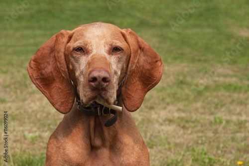 Old female Hungarian hound. Dog look into the lens. Portrait of a Hungarian Vizla. 