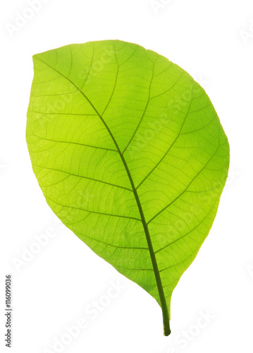 Green teak leaf isolated on white background