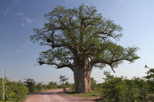 Fotografi Baobab, Adansonia digitata at Mapungubwe National Park, Limpopo