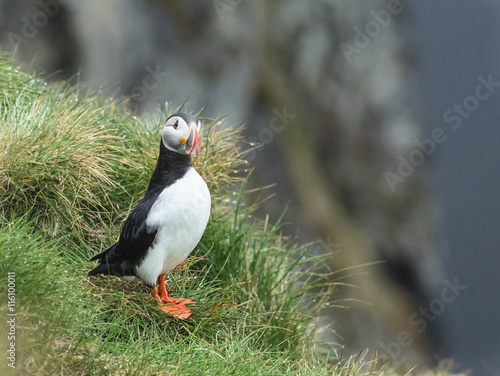 Puffin looking towards the lens (Fratercula arctica)