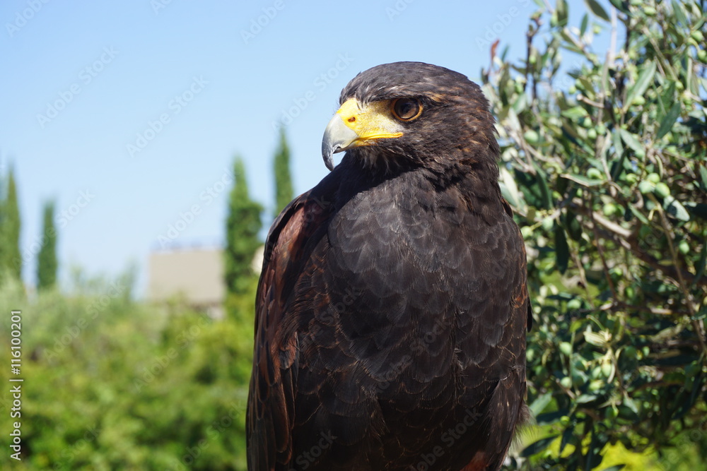 Fototapeta premium A black hawk bird