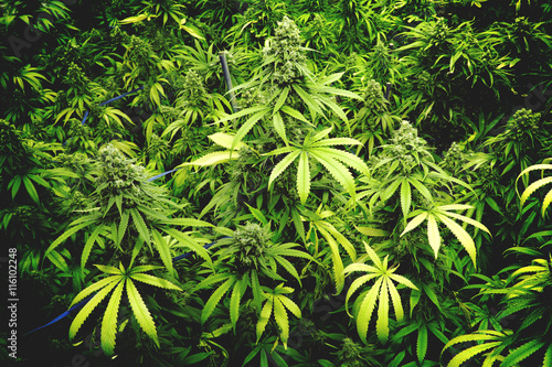 Indoor Marijuana Farm with Leafy Budding Cannabis Plants