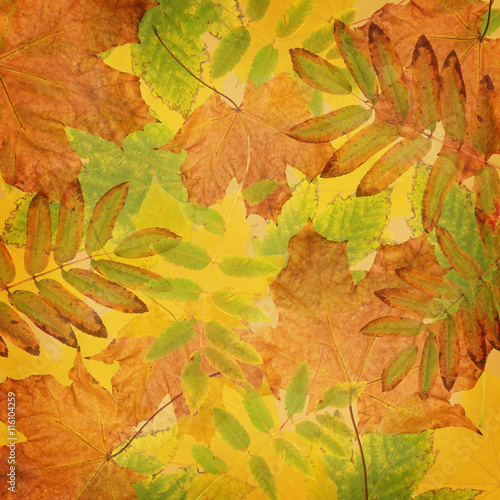 Autumn background with dried leaves