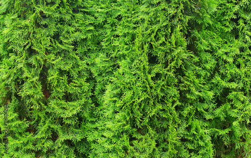 Wall from thuja trees