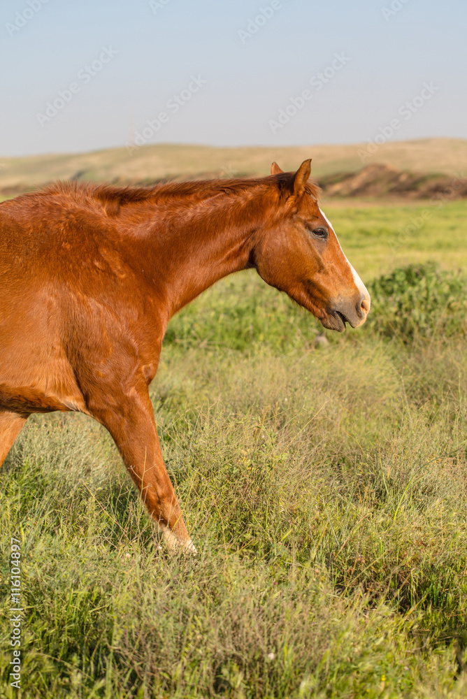 Fototapeta premium animal brown horses grazing