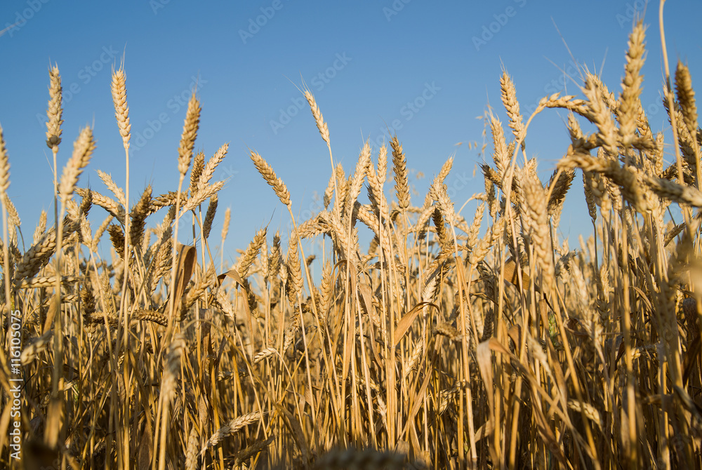 Obraz premium Ears of wheat growing on the field