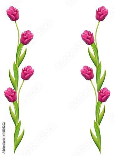 Fototapeta Naklejka Na Ścianę i Meble -  spring flowers tulips isolated on white background