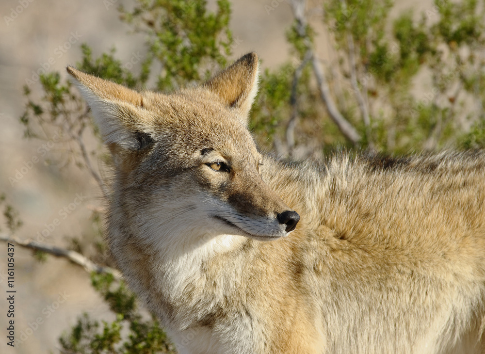 Naklejka premium Coyote (Canis latrans) in Death Valley National Park, California. 