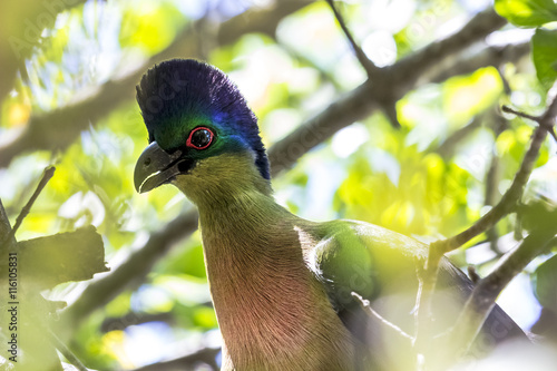 Purple-crested Turaco (Tauraco porphyreolophus). South Africa, Kruger National Park photo