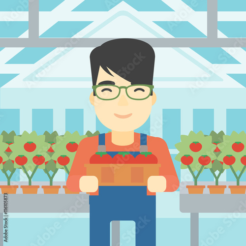 Farmer collecting tomatos vector illustration.