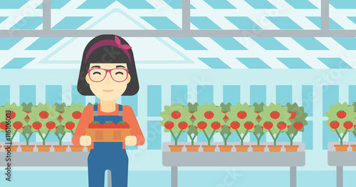 Farmer collecting tomatos vector illustration.