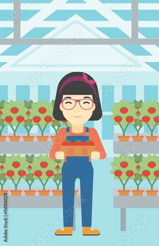 Farmer collecting tomatos vector illustration.