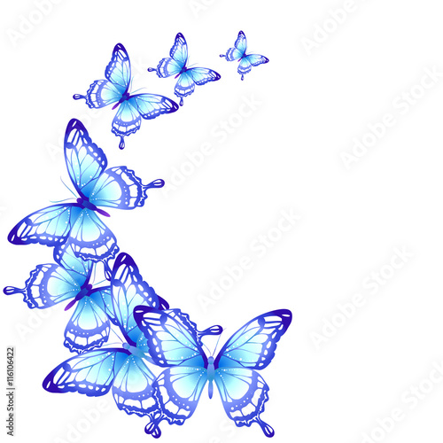 Wallpaper Mural butterflies design Torontodigital.ca