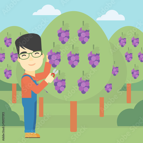 Farmer collecting grapes vector illustration.
