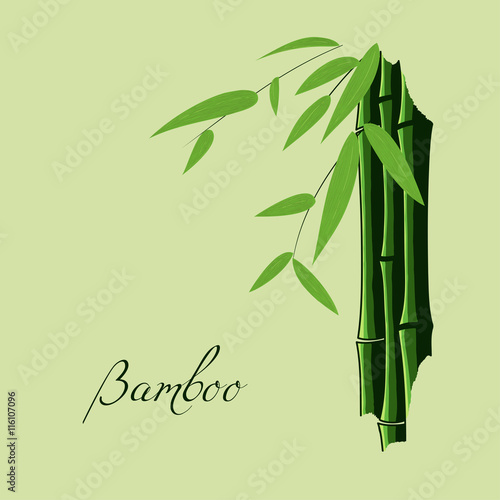 Fototapeta Naklejka Na Ścianę i Meble -  Sketch of bamboo. Stems, leaves and branches. Place for your text (copy space)