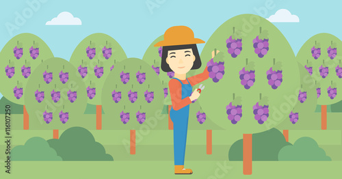 Farmer collecting grapes vector illustration.