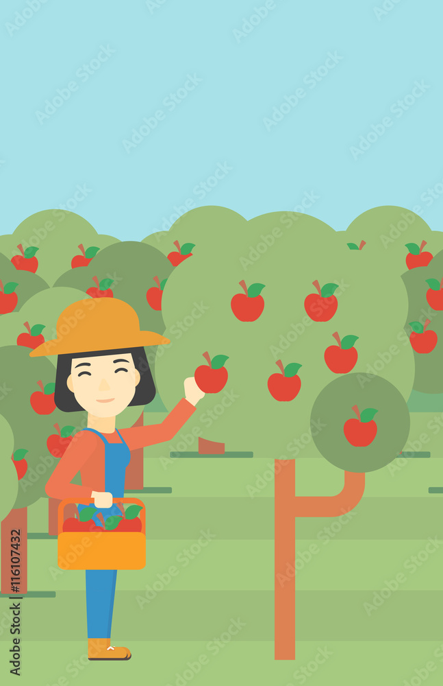 Farmer collecting apples vector illustration. Farmer collecting apples vector illustration.