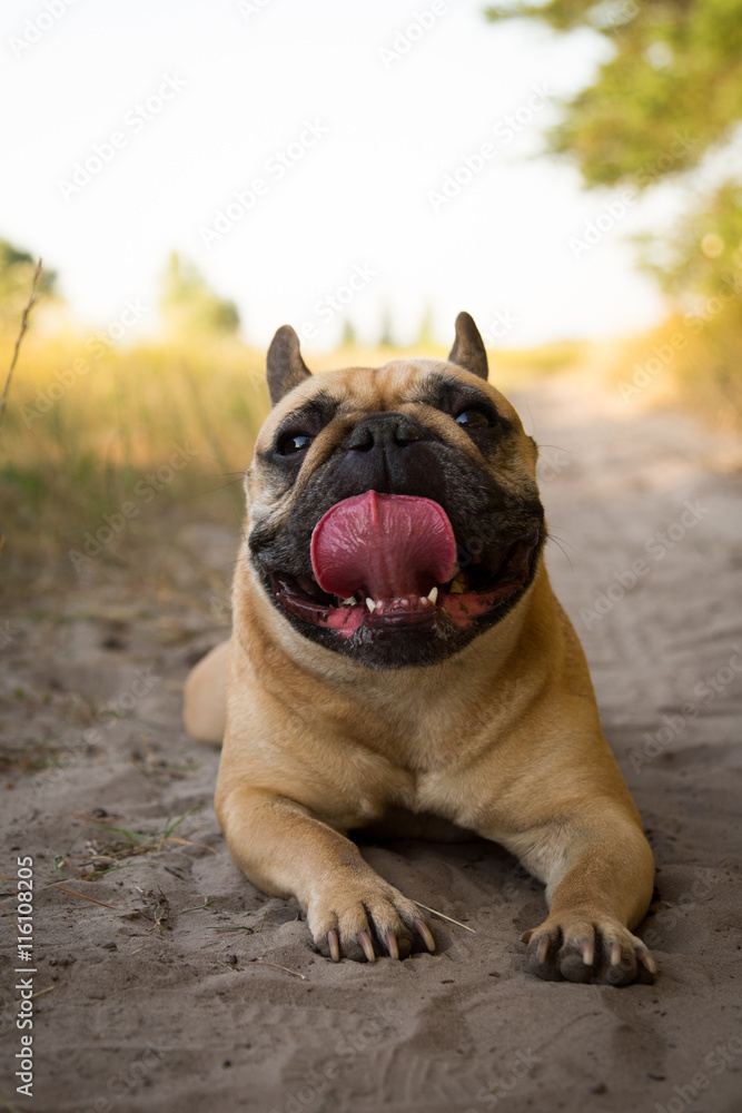 French bulldog resting after running in the field.