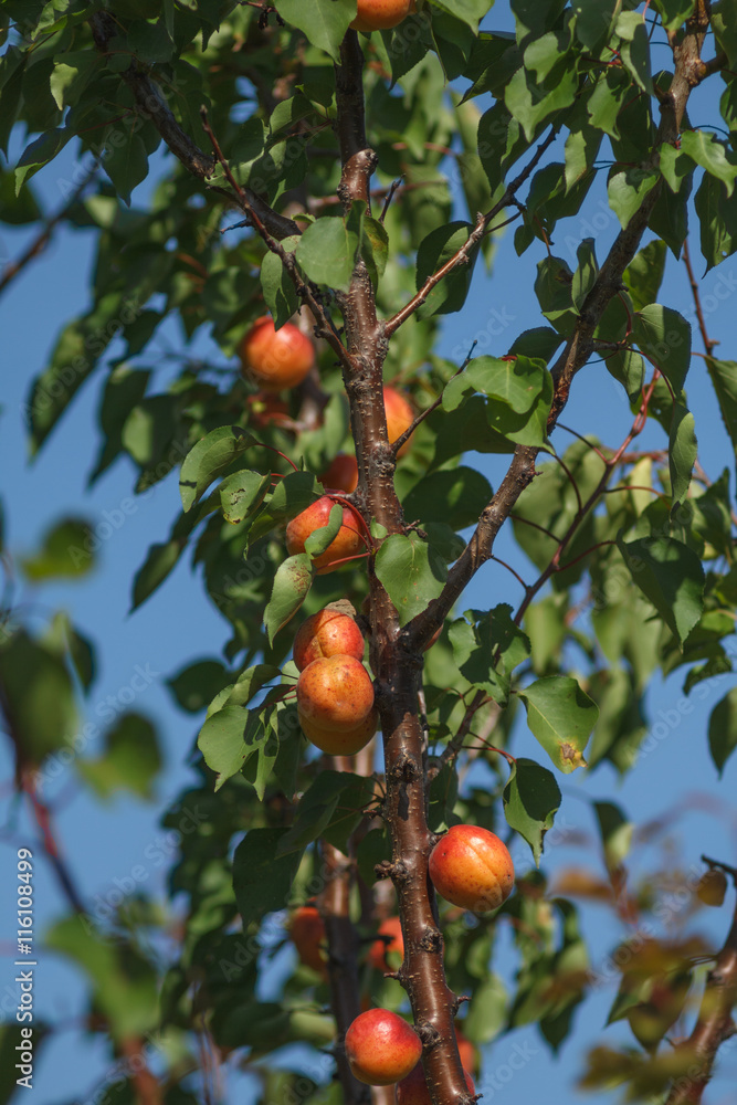 Branch with ripe apricots