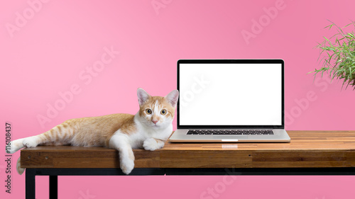 Fototapeta Naklejka Na Ścianę i Meble -  cat sitting with blank laptop on wooden table
