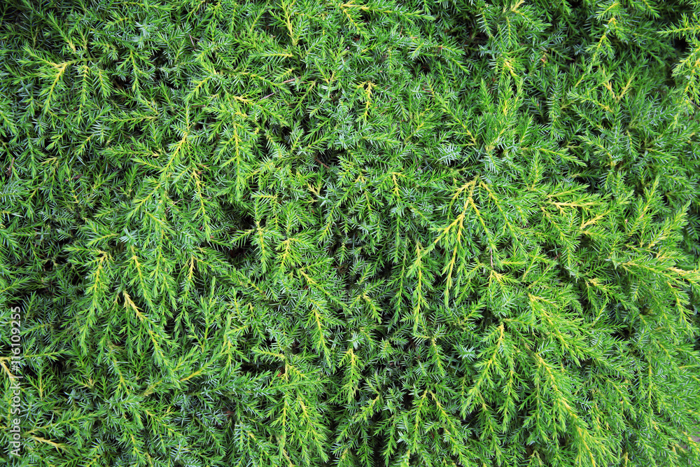 Green coniferous plant Green coniferous plant