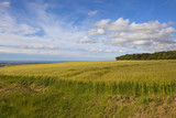 scenic barley field