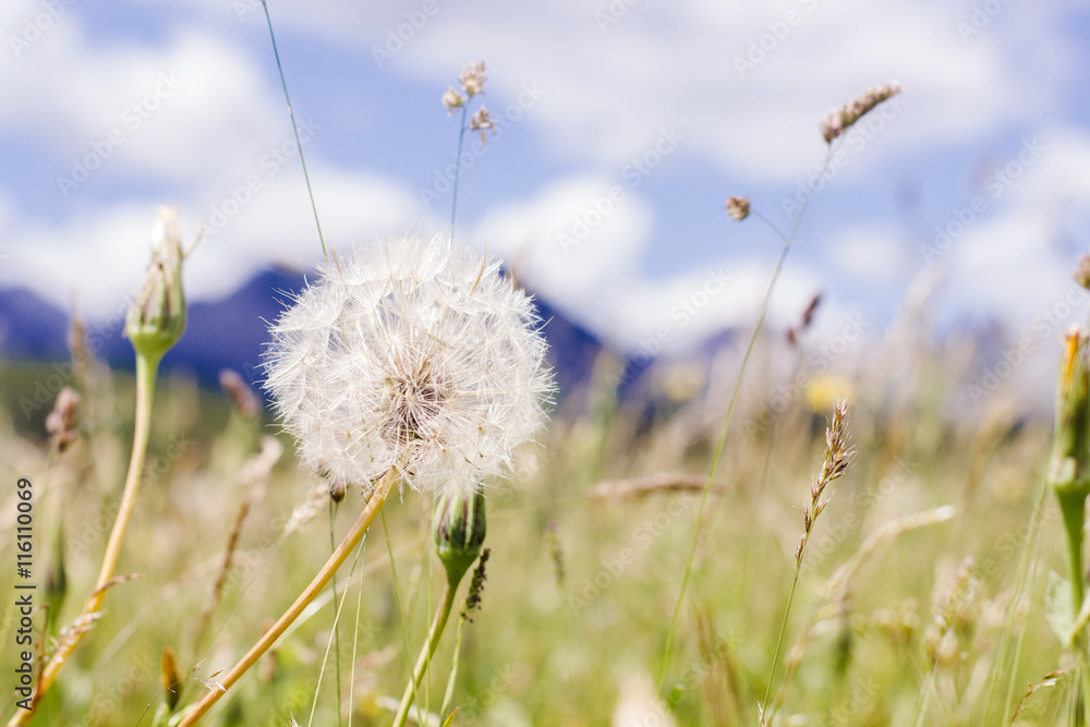 Dandelion at the Meadow