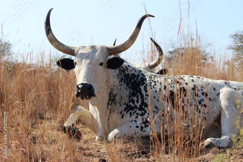 A large white and black Nguni cow laying in the dry grass