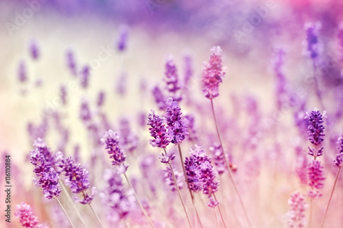 Soft focus on lavender due to the use of color filters
