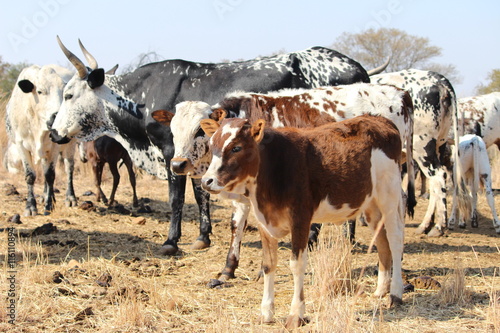 A herd of multi-colored Nguni cows on dry grass