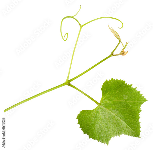 Фотография grape tendril with leaf isolated on the white background