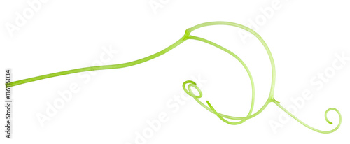 grape tendril isolated on the white background