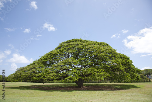 Monkeypod Tree photo