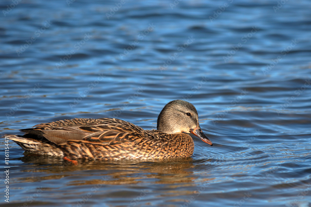 Fototapeta premium Duck in lake