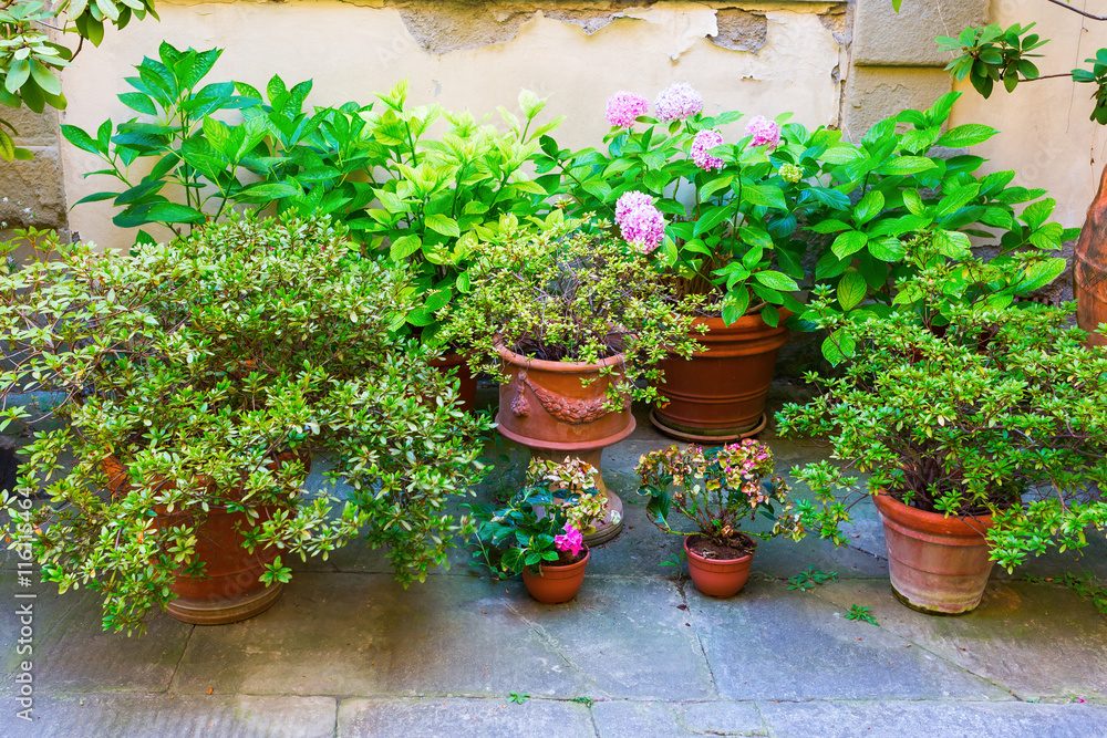 picturesque collection of flower pots