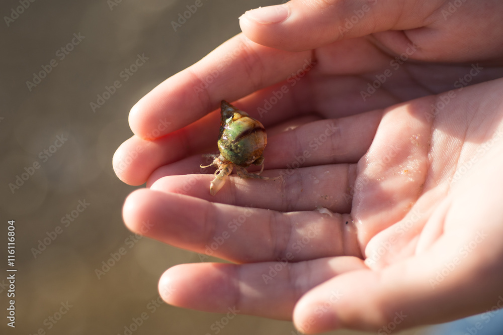 Obraz premium Close up of hermit crab on hands in the morning 