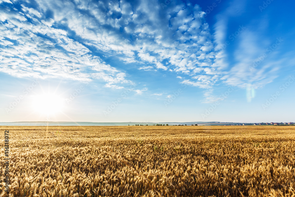 Naklejka premium wheat field landscape sky