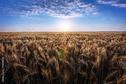 Field dawn sky wheat