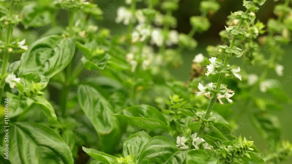 Flourishing basil plants waving at slow wind; close-up; no people; Flourishing basil plants waving at slow wind; close-up; no people;