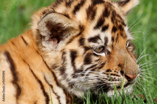 Fototapeta Naklejka Na Ścianę i Meble -  Baby tiger lying on grass
