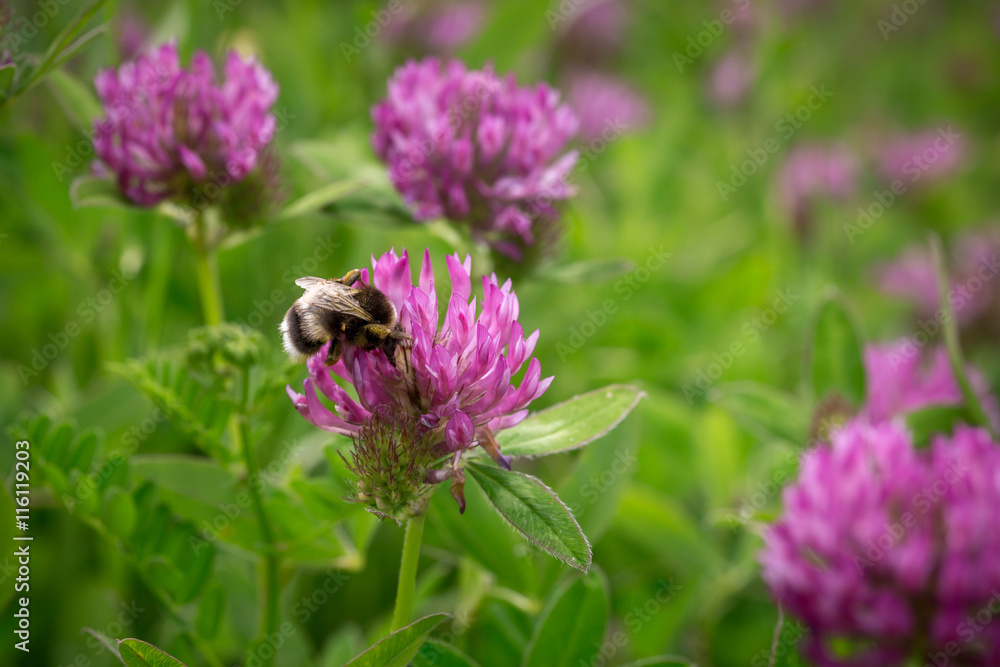 bourdon sur des fleurs sauvages violettes bourdon sur des fleurs sauvages violettes