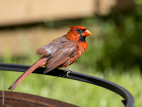 Obraz na plátne Cardinal