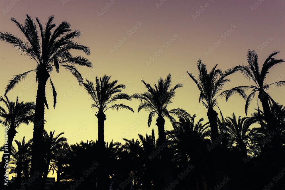 Silhouette Coconut Palm Tree.