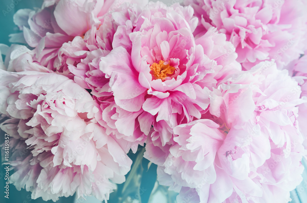 Fresh bunch of pink peonies peony roses flowers, white with blue effect shine. Pastel floral wallpaper, background from flower petals. Trendy color. Bloom love concept. Card, text, copy space.
