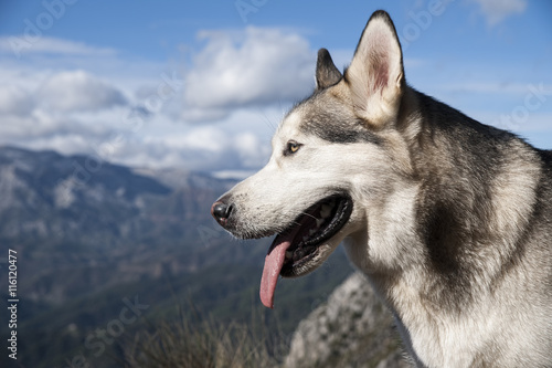 hermoso perro de Raza alaskan malamute color gris lobo